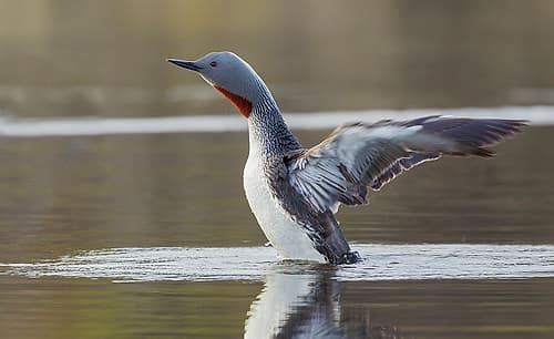 Red-throated loon stretches its wings at home in a tundra pond of Alaska Art Print